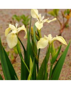 Iris pseudacorus 'Alba'