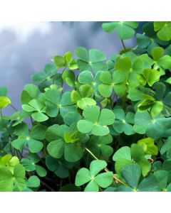 Marsilea quadrifolia