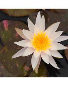 Nymphaea 'Arc-en-ciel'