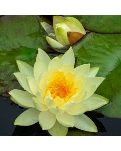 Nymphaea 'Joey Tomocik'