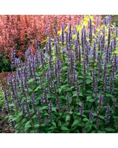 Agastache 'After Eight'