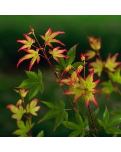 Acer palmatum 'Little Princess'