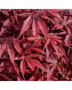 Acer palmatum 'Shaina'
