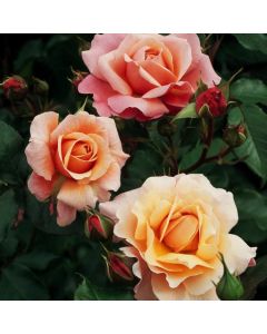 Rosa (F) Marie Curie