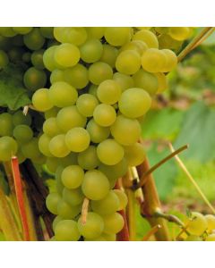 Vitis 'Bianca'