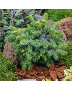 Picea sitchensis 'Silberzwerg'