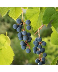 Vitis 'Zilga'