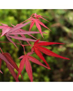 Acer palmatum 'Enkan'