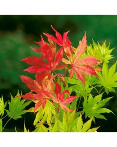 Acer shirasawanum 'Autumn Moon'