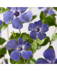 Vinca minor 'Marie'