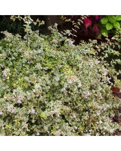 Abelia grandiflora 'Hopleys'