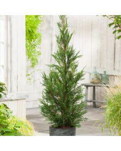 Cupressocyparis leylandii 'Tweeduizendéén'