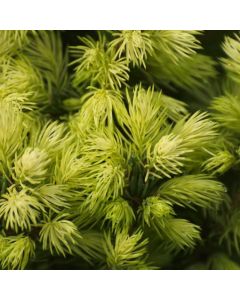 Picea glauca 'Daisy's White'