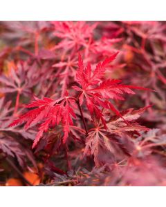 Acer palmatum 'Red Dragon'