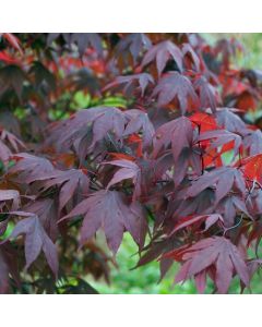 Acer palmatum 'Red Emperor'