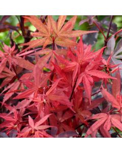 Acer palmatum 'Skeeter's Broom'