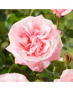 Rosa (H) Bouquet Parfait