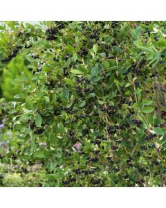 Aronia melanocarpa 'Hugin'