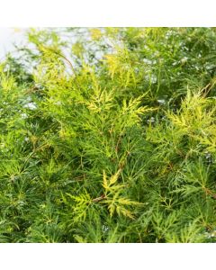 Acer palmatum 'Emerald Lace'