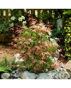 Acer palmatum 'Phoenix'
