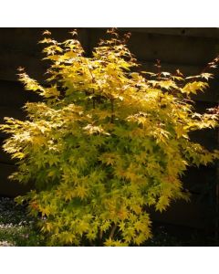 Acer palmatum 'Summer Gold'