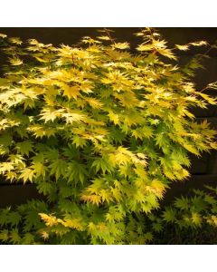 Acer shirasawanum 'Jordan'