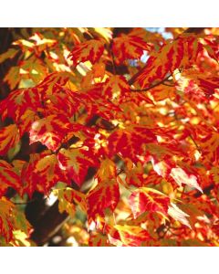 Acer rubrum Red Sunset