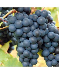 Vitis 'Rondo'