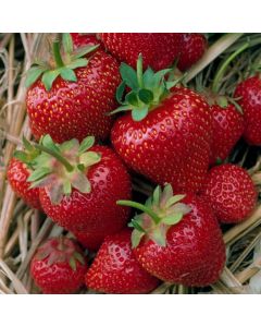 Fragaria ananassa 'Elsanta'