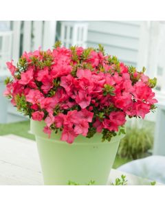 Rhododendron (AJ) 'Anouk'
