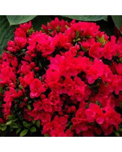 Rhododendron (AZ) 'Canzonetta'
