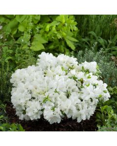 Rhododendron (AJ) 'Pleasant White'