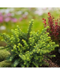 Picea omorika 'Karel'