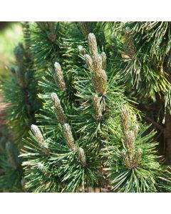 Pinus mugo 'Alpenzwerg'
