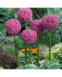 Allium 'Globemaster'
