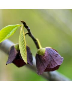 Asimina triloba 'Prolific'