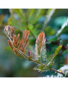 Acacia baileyana 'Purpurea'