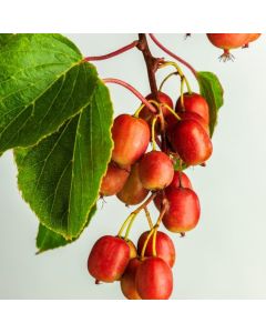 Actinidia arguta 'Ken's Red'