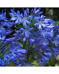 Agapanthus 'Blue Heaven'