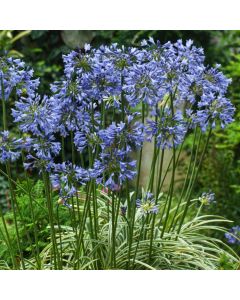 Agapanthus Silver Moon