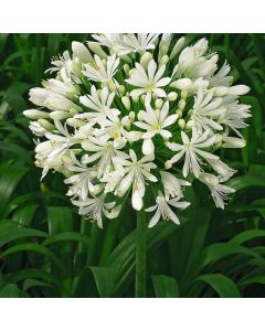 Agapanthus 'White Heaven'