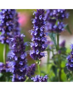 Agastache 'Black Adder'