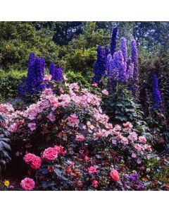Rosa (F) Schneewittchen