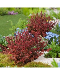 Berberis thunbergii 'Admiration'