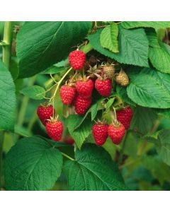 Rubus idaeus 'Tulameen'