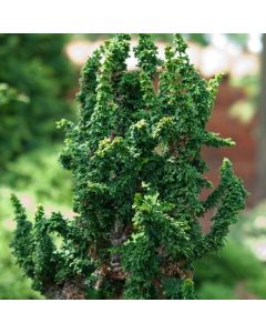 Chamaecyparis obtusa 'Chirimen'