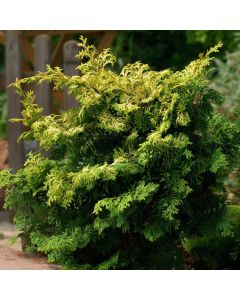 Chamaecyparis obtusa 'Kamarachiba'