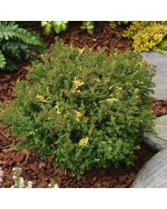 Chamaecyparis obtusa 'Saffron Spray'
