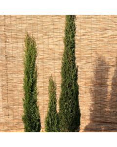 Cupressus sempervirens 'Pyramidalis'