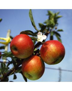Malus domestica 'Ecolette'